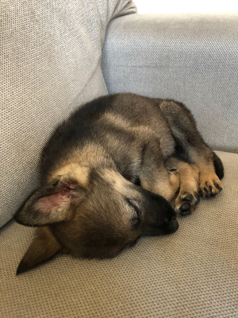 German Shepherd Puppies